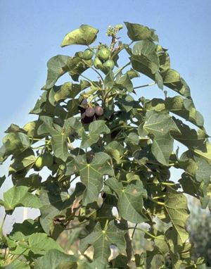 Purgiernuss (Jatropha curcas) als perfekte Alternative zu lebensmittel-tauglichen Pflanzenölen.