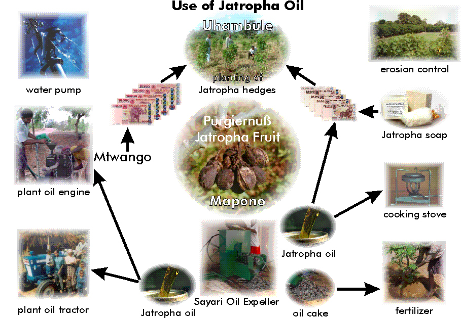 Ein Schema zur Nutzung von Jatropha-Öl