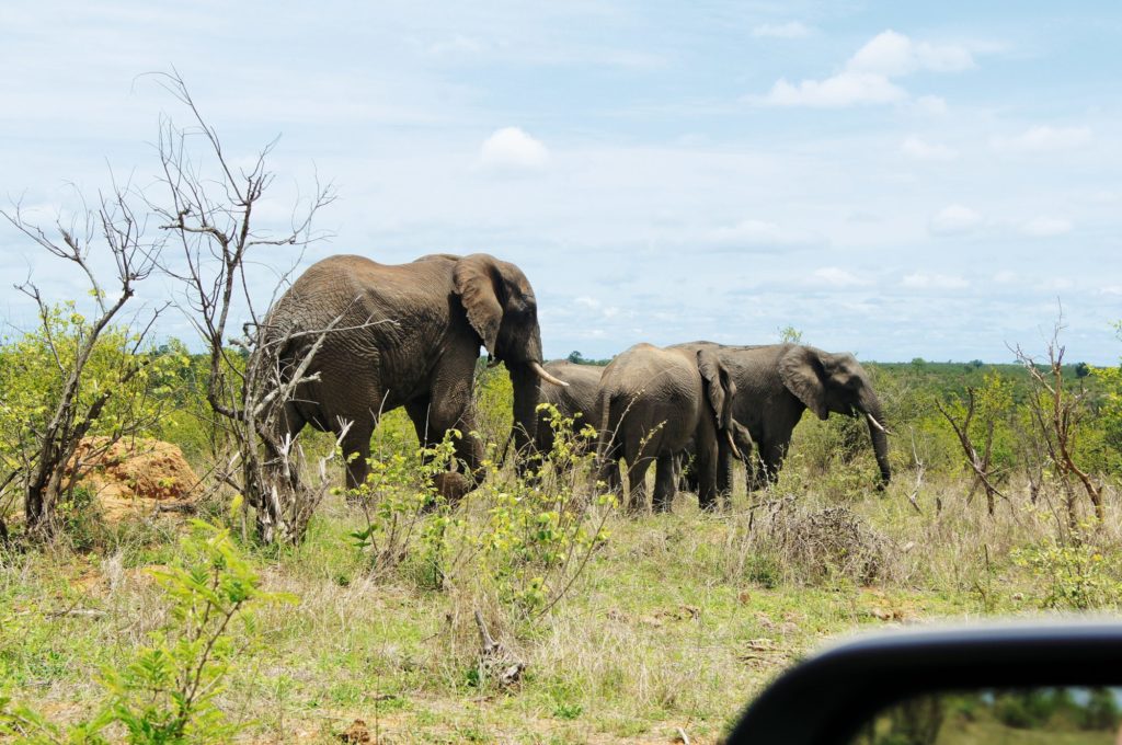 Zwei Elefanten laufen an einem Safari-Jeep im Kruger-Nationalpark vorbei.